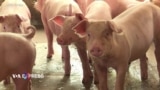 Việt Nam đối phó nguy cơ dịch tả lợn châu Phi lan rộng