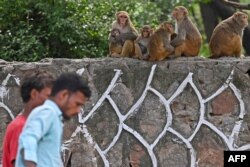 نئی دہلی میں جی 20 اجلا س سے قبل ایک سڑک کے ساتھ ایک دیوار پر بیٹھے ہوئے بندروں کا ایک خاندان، فوٹو اے ایف پی،30 اگست 2023